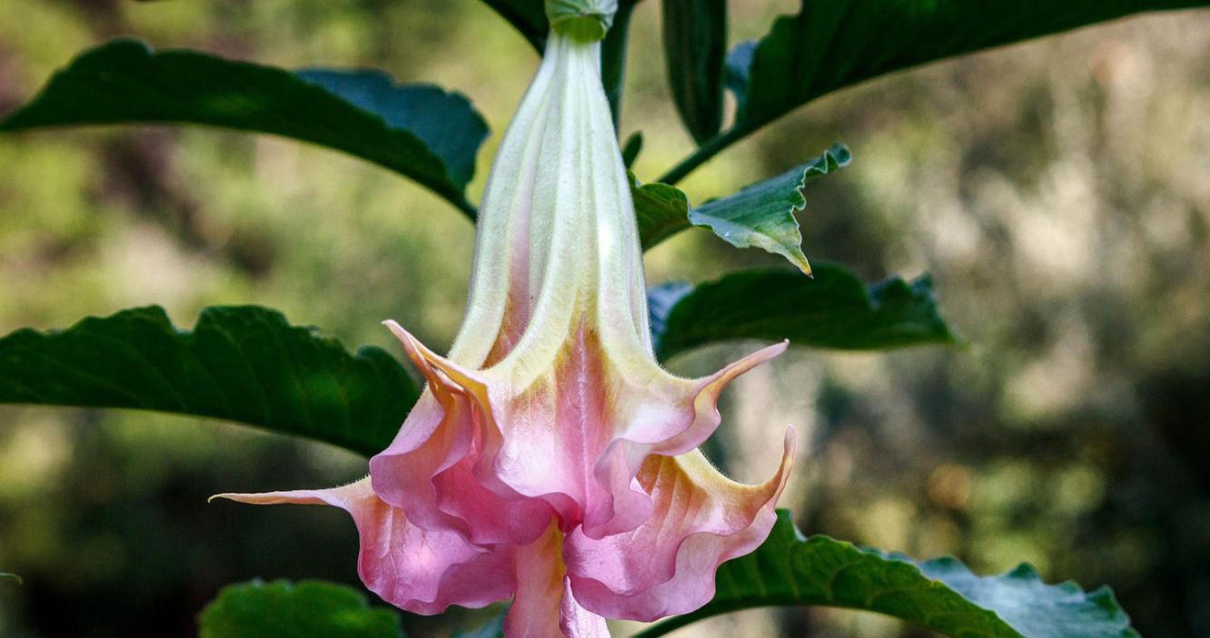 Datura-plant_1440760