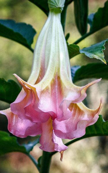 Datura-plant_375602